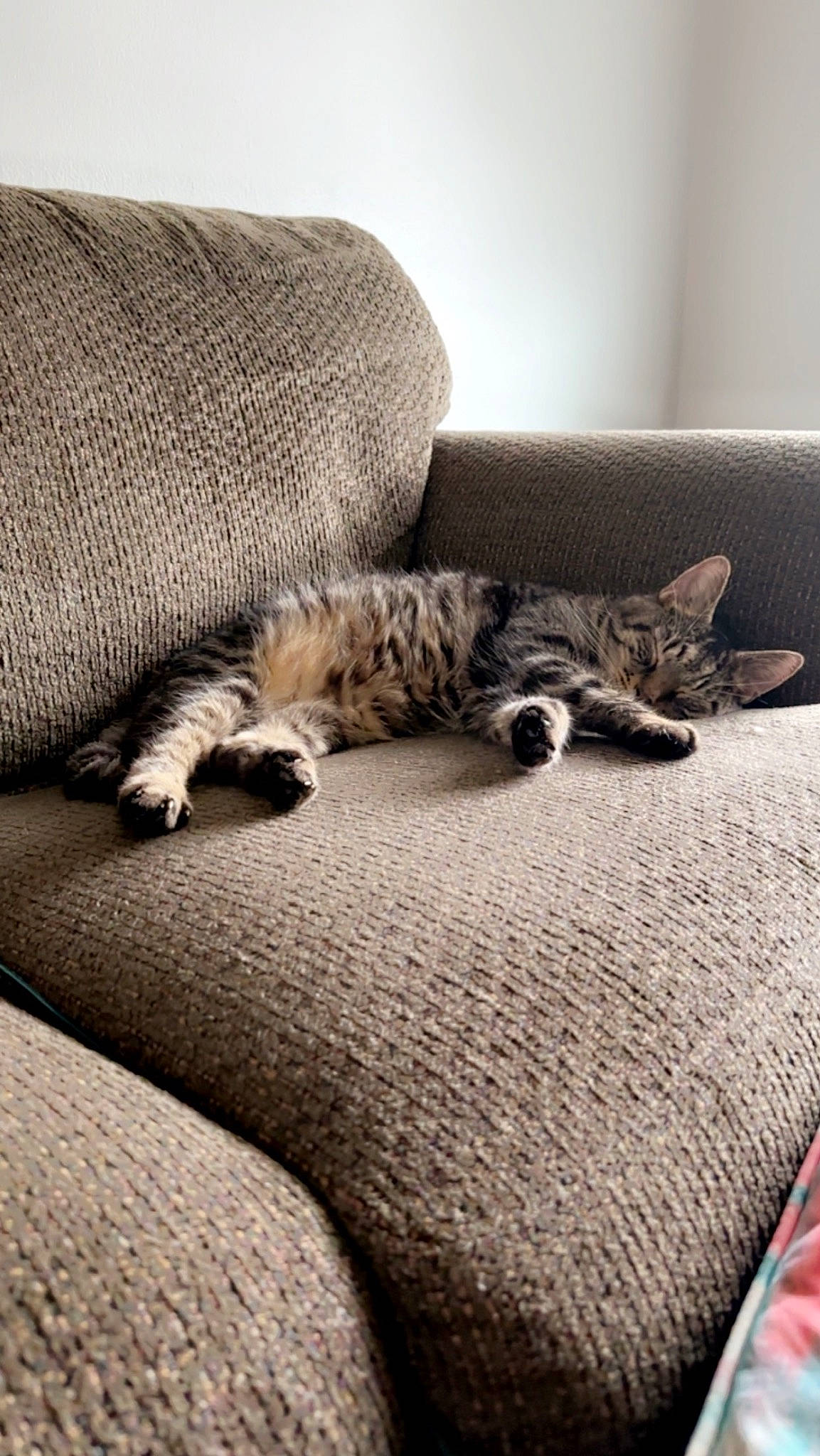 Bubby joined the competition — help win amazing prizes! bedding, carnivore, cat, comfort, couch, domestic_short_haired_cat, felidae, floor, flooring, fur, grey, linens, mammal, pattern, small_to_medium_sized_cats, snout, tail, vertebrate, whiskers, wood