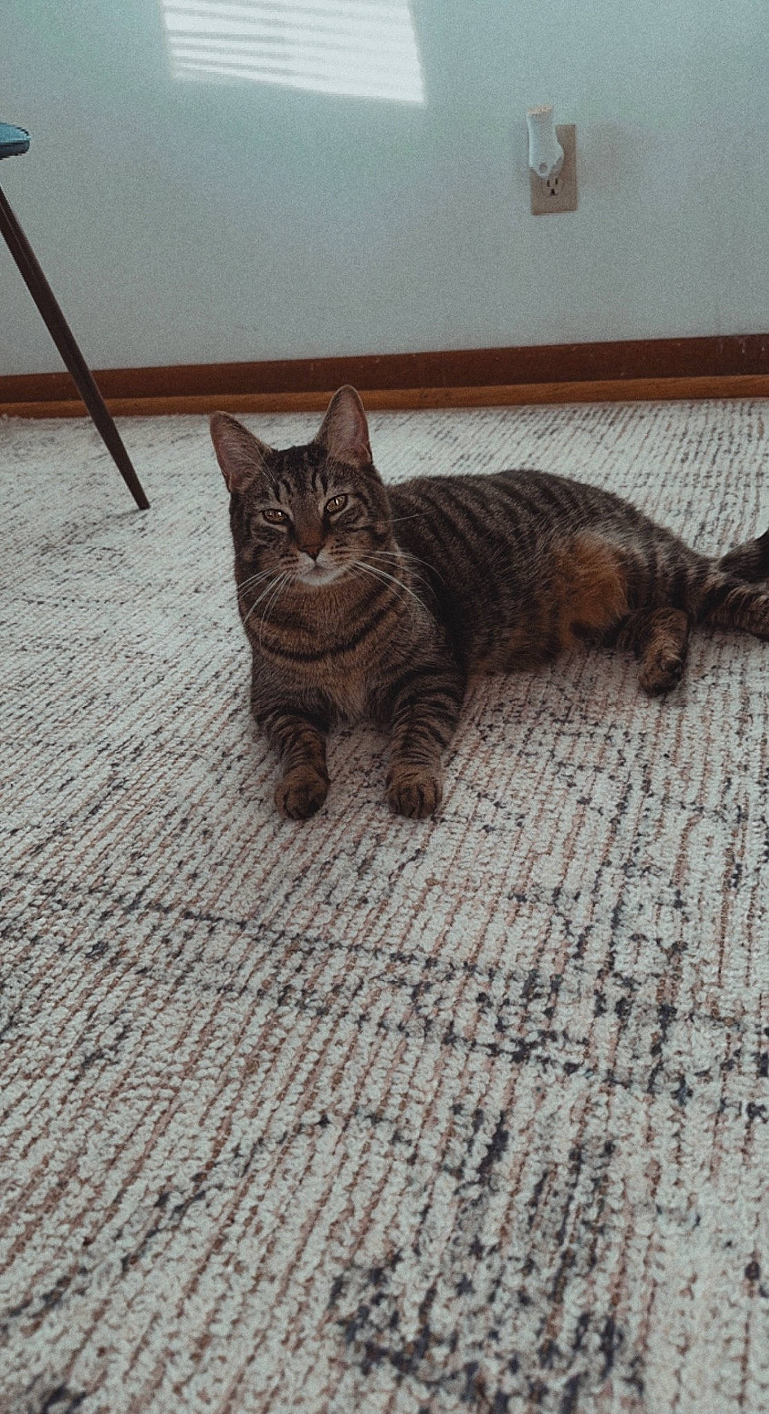 Bubby is registered to the contest to win money with this photo: carnivore, cat, claw, comfort, domestic_short_haired_cat, eye, fawn, felidae, flooring, fur, grey, hardwood, paw, sitting, small_to_medium_sized_cats, snout, tail, terrestrial_animal, whiskers, wood