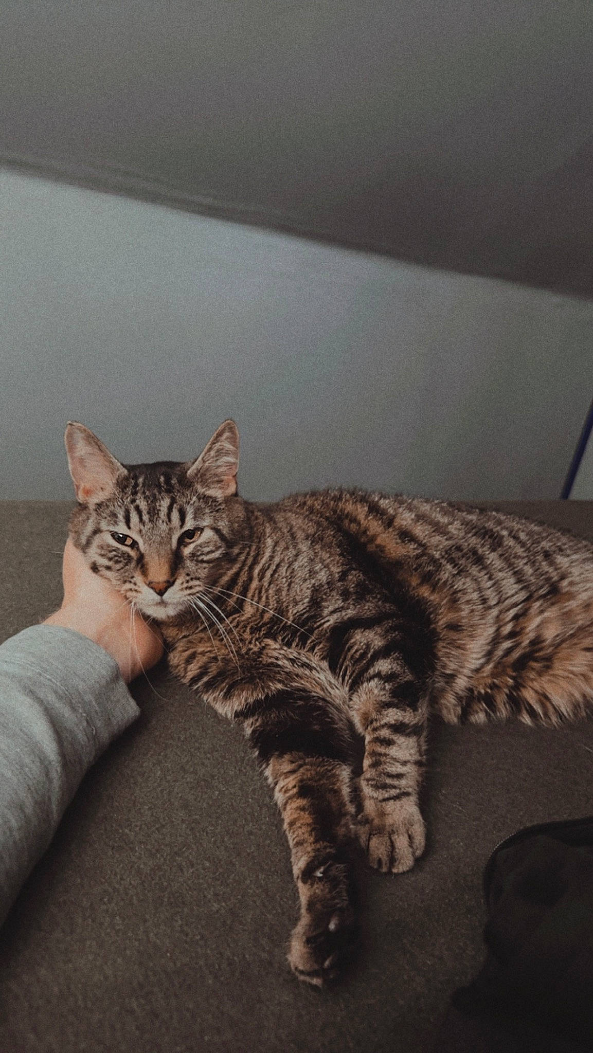 Bubby joined the competition — help win amazing prizes! carnivore, cat, claw, comfort, domestic_short_haired_cat, felidae, fur, paw, sitting, small_to_medium_sized_cats, snout, tail, terrestrial_animal, whiskers, wood