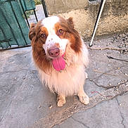 Rocky participe au concours pour gagner de l'argent avec cette photo : dog, animal, pet, outdoor, tongue_out, fluffy, brown_and_white, concrete, fence, wall, cute, sitting, looking_up, ears, happy, domestic_animal, fur, paw, canine, companion