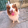 dog, animal, pet, outdoor, tongue_out, fluffy, brown_and_white, concrete, fence, wall, cute, sitting, looking_up, ears, happy, domestic_animal, fur, paw, canine, companion