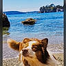 Rocky a rejoint le concours — aidez-le/la à gagner de superbes lots ! dog, beach, water, sea, sky, rocks, island, wet_fur, outdoor, sunny, nature, animal, canine, sand, shore, waves, pet, summer, daytime, landscape
