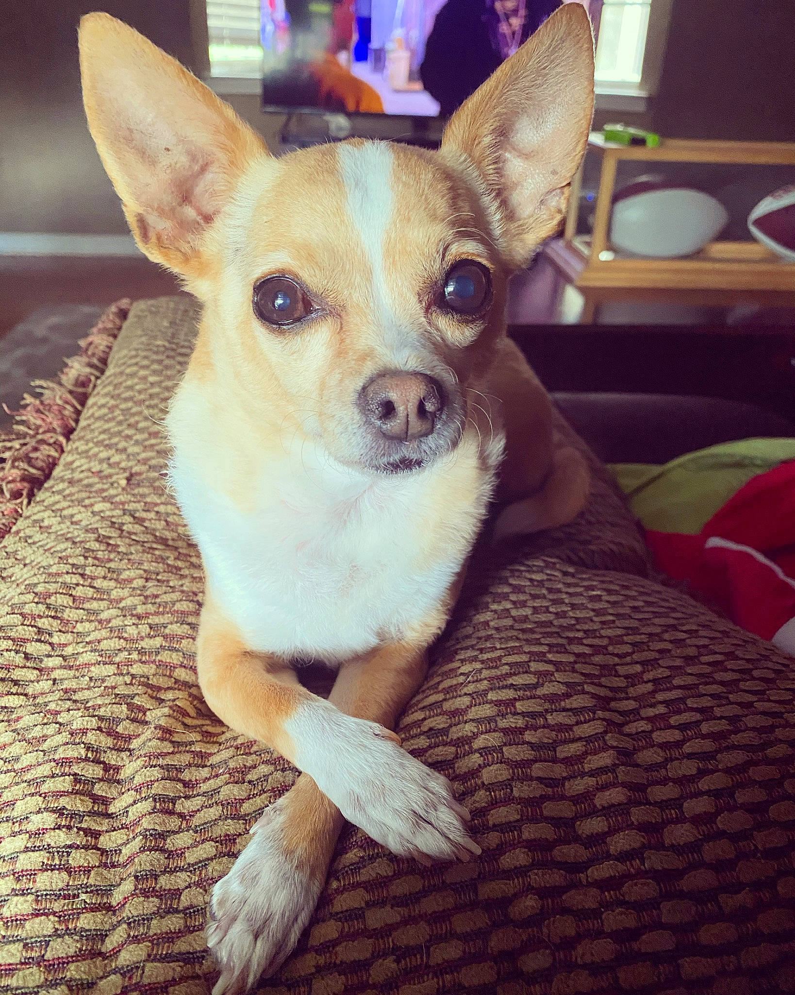 Poncho is registered to the contest to win money with this photo: canidae, carnivore, chihuahua, companion_dog, corgi_chihuahua, dog, dog_breed, ear, english_toy_terrier, fawn, head, mammal, puppy, skin, snout, teddy_roosevelt_terrier, toy_dog, toy_fox_terrier, vertebrate, whiskers