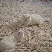 Flocon participe au concours pour gagner de l'argent avec cette photo : cat, white_cat, fluffy, indoor, rug, carpet, floor, chair, wooden_chair, dining_room, tile_floor, pet, animal, two_cats, relaxed, feline, home, cozy, quiet, domestic