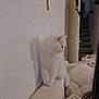 cat, white_cat, indoor, couch, furniture, pet, animal, fluffy, relaxing, cozy, home, stairs, door, wall, portrait, domestic, cute, resting, feline, living_room