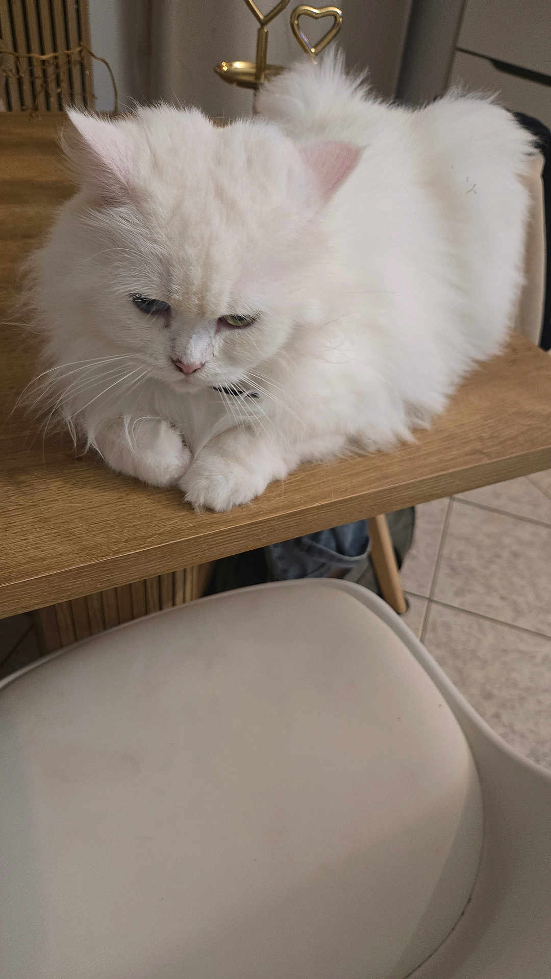 Flocon a rejoint le concours — aidez-le/la à gagner de superbes lots ! cat, white_cat, fluffy, table, wooden_table, indoor, chair, white_chair, floor, tiled_floor, pet, animal, feline, fur, domestic_cat, looking_down, resting, close_up, home, cozy