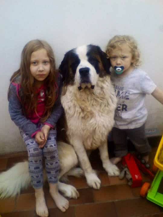 Jeena a rejoint le concours — aidez-le/la à gagner de superbes lots ! bucovina_shepherd_dog, canidae, carnivore, companion_dog, dog, dog_breed, giant_dog_breed, karakachan_dog, mammal, moscow_watchdog, mucuchies, person, pyrenean_mastiff, sporting_group, st_bernard, tornjak, vertebrate