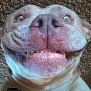 Malakai joined the competition — help win amazing prizes! dog, smiling, carpet, selfie, wide_eyes, tongue, teeth, canine, funny_face, close_up, brown_fur, pet, animal, cute, lying_down, phone_screen, indoor, expression, playful, happy