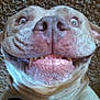 dog, smiling, carpet, selfie, wide_eyes, tongue, teeth, canine, funny_face, close_up, brown_fur, pet, animal, cute, lying_down, phone_screen, indoor, expression, playful, happy