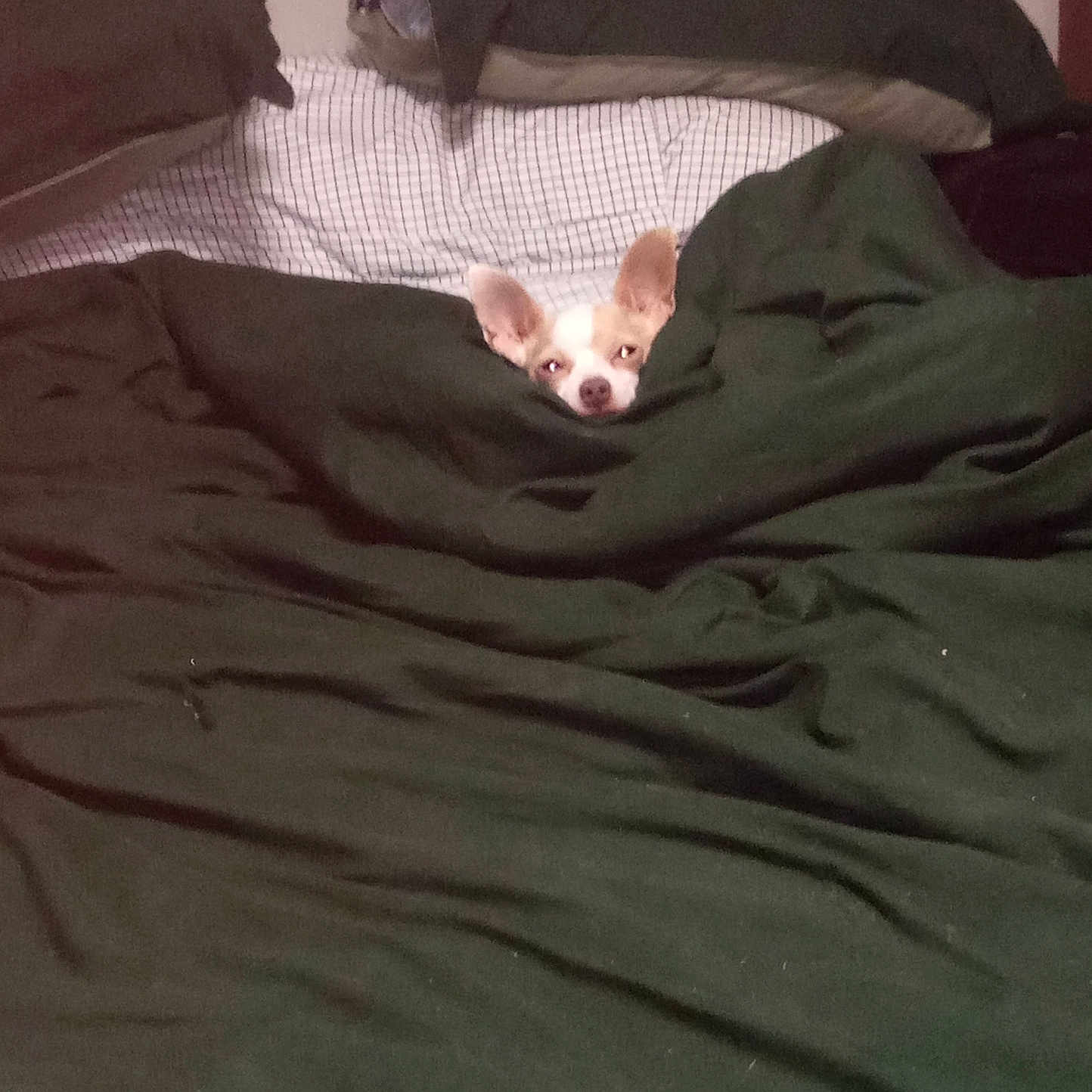 Wifi joined the competition — help win amazing prizes! animal, bed, bedroom, blanket, canine, cat, chihuahua, couch, cushion, dog, furniture, homedecor, hound, indoors, kitten, linen, pet, puppy, quilt, room