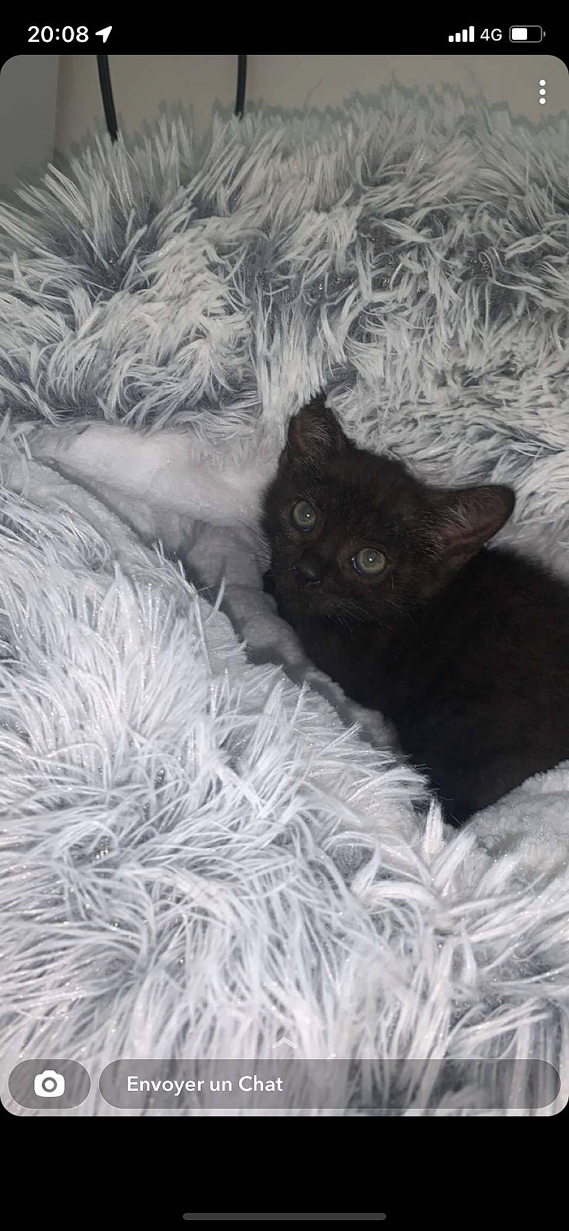 Loulou participe au concours pour gagner de l'argent avec cette photo : black_cat, bombay, canidae, carnivore, cat, comfort, domestic_short_haired_cat, felidae, fur, grass, grey, monochrome_photography, pattern, small_to_medium_sized_cats, snout, tail, terrestrial_animal, whiskers, wildlife, winter