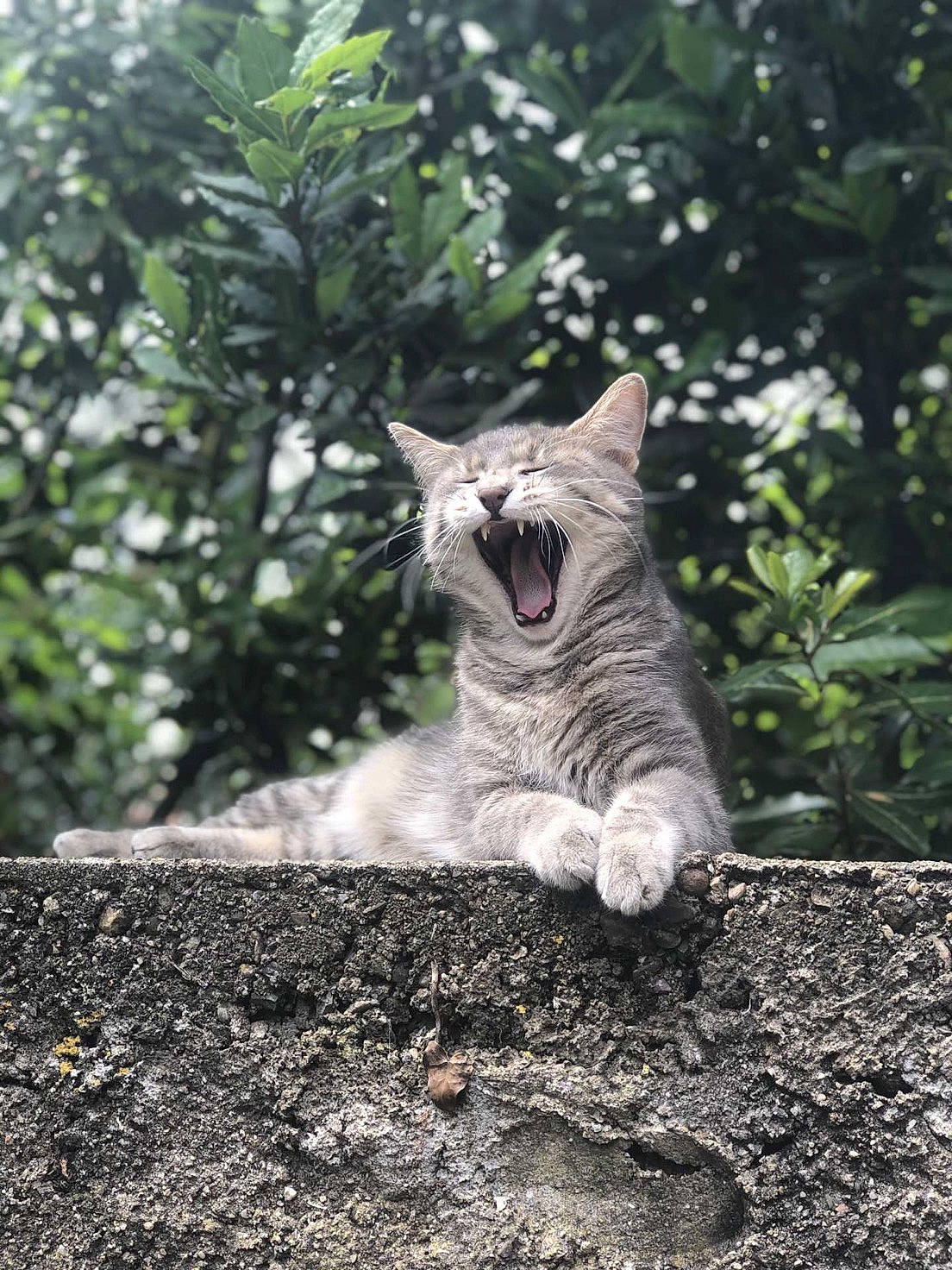 Loulou a rejoint le concours — aidez-le/la à gagner de superbes lots ! carnivore, cat, dog_breed, domestic_short_haired_cat, eye, fawn, felidae, fur, grass, plant, small_to_medium_sized_cats, snout, soil, tail, terrestrial_animal, tree, trunk, whiskers, wildlife, wood