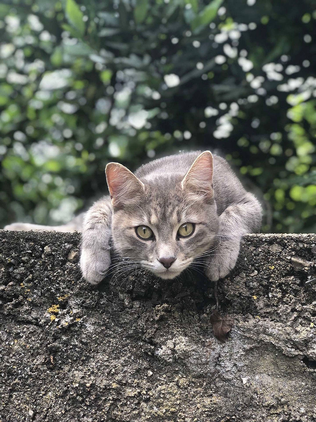 Loulou participe au concours pour gagner de l'argent avec cette photo : art, carnivore, cat, domestic_short_haired_cat, fawn, felidae, fur, grass, plant, plant_stem, small_to_medium_sized_cats, snout, soil, tail, terrestrial_animal, tree, trunk, whiskers, wildlife, wood