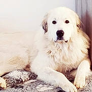 Norax participe au concours pour gagner de l'argent avec cette photo : akbash_dog, ancient_dog_breeds, canidae, carnivore, companion_dog, dog, dog_breed, golden_retriever, great_pyrenees, kuvasz, livestock_guardian_dog, mammal, maremma_sheepdog, polish_tatra_sheepdog, rare_breed_dog, slovak_cuvac, sporting_group, vertebrate, working_dog