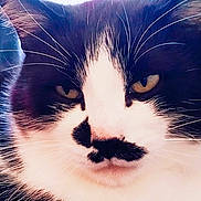 Mystik a rejoint le concours — aidez-le/la à gagner de superbes lots ! aegean_cat, black_and_white, carnivore, cat, close_up, domestic_short_haired_cat, ear, eye, felidae, fur, kitten, nose, ojos_azules, photography, sky, small_to_medium_sized_cats, snout, whiskers