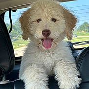 Lucy joined the competition — help win amazing prizes! dog, puppy, fluffy, curly_hair, cream_colored, white, pet, animal, portrait, happy, smiling, tongue_out, sitting, car, vehicle, back_seat, leather, countryside, outdoor, sunny