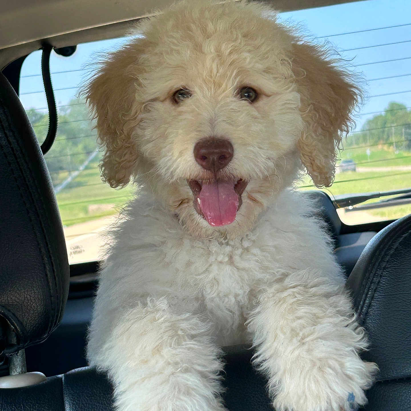 Lucy
