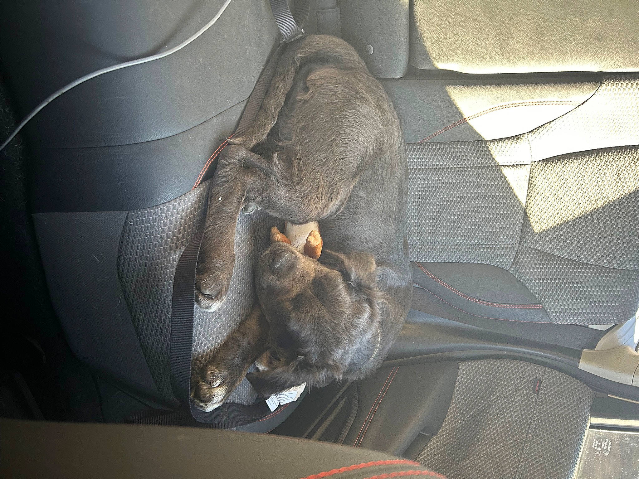 Waffles is registered to the contest to win money with this photo: auto_part, automotive_design, automotive_exterior, automotive_lighting, automotive_tire, automotive_wheel_system, car, car_seat, car_seat_cover, comfort, family_car, grey, luxury_vehicle, motor_vehicle, personal_luxury_car, rim, steering_part, steering_wheel, vehicle, vehicle_door