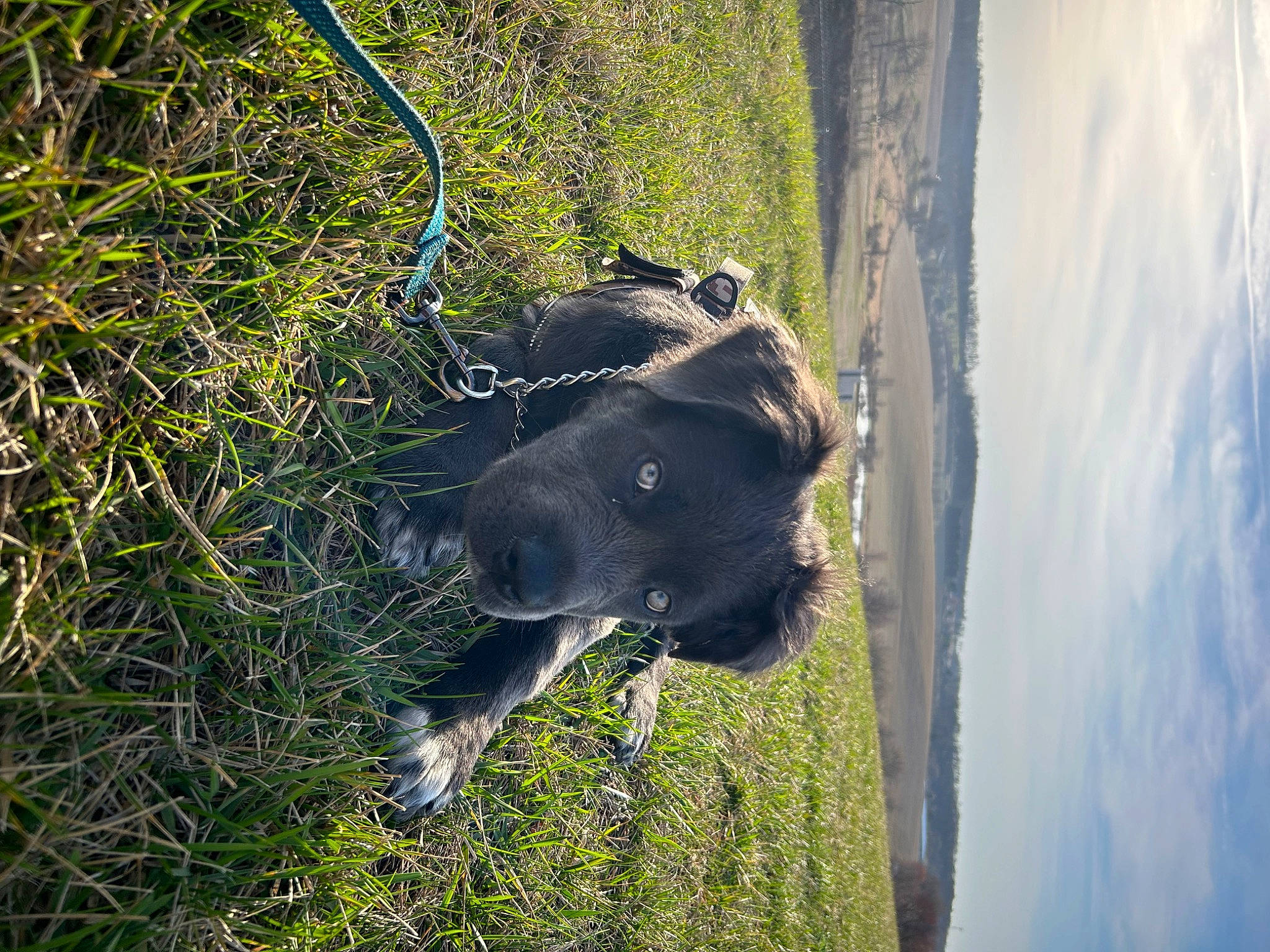 Waffles joined the competition — help win amazing prizes! canidae, carnivore, cloud, companion_dog, dog, dog_breed, dog_collar, fawn, fur, grass, grass_family, grassland, plant, sky, snout, sporting_group, tail, tree, trunk, window