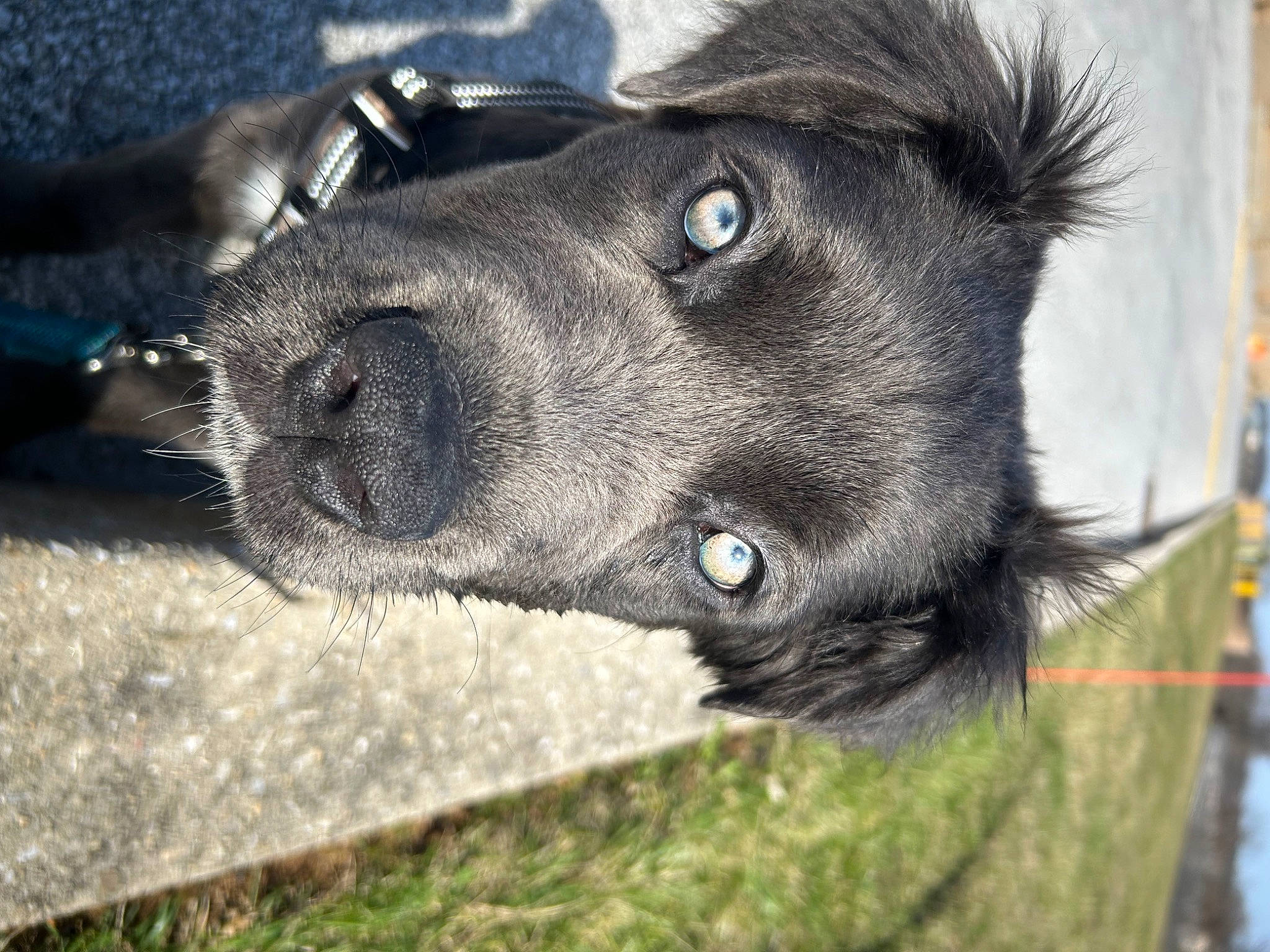 Waffles joined the competition — help win amazing prizes! borador, canidae, carnivore, collar, companion_dog, dog, dog_breed, ear, fur, grass, liver, non_sporting_group, pet_supply, plant, snout, sporting_group, terrestrial_animal, whiskers, working_animal, working_dog