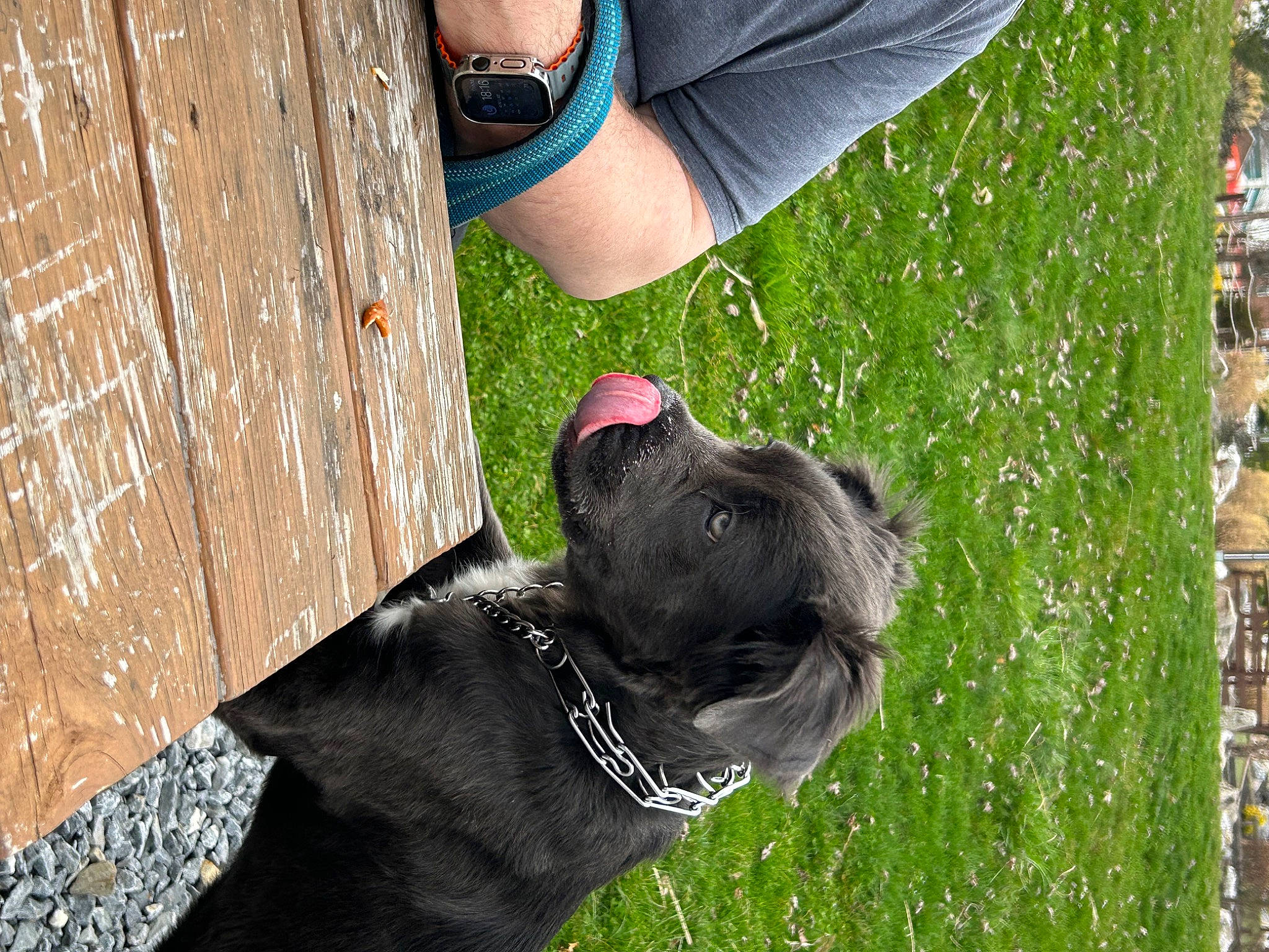 Waffles is registered to the contest to win money with this photo: blue, canidae, carnivore, collar, companion_dog, dog, dog_breed, dog_collar, fashion_accessory, fawn, grass, green, leash, sculpture, snout, sporting_group, tail, toy_dog, wood, working_animal