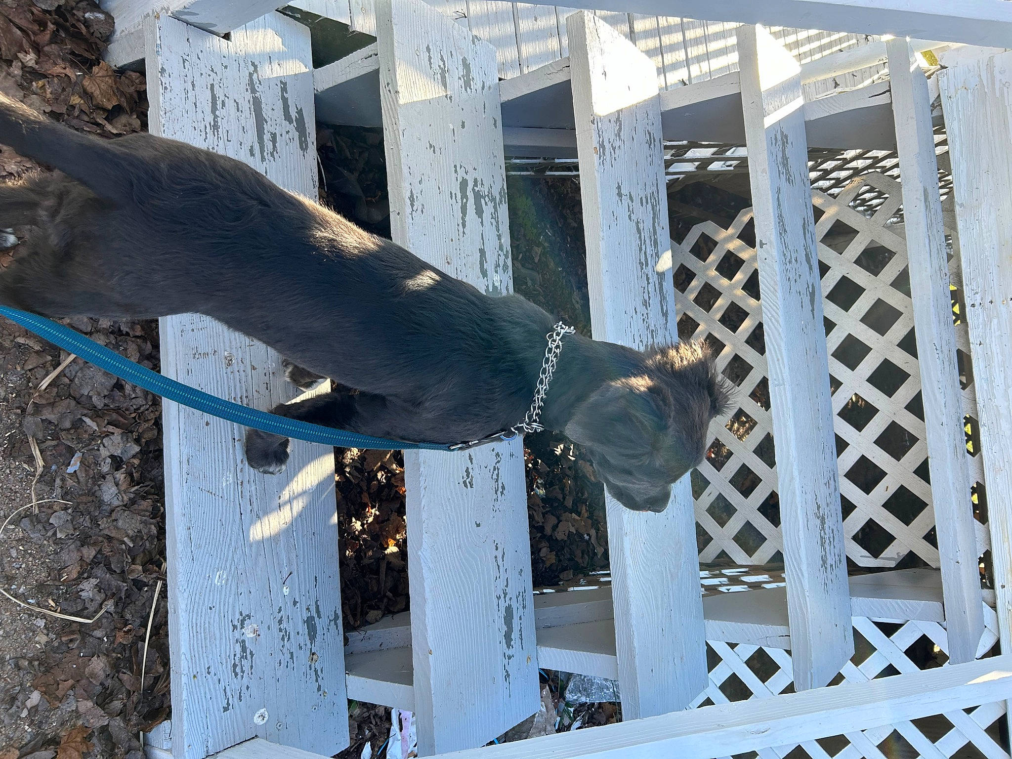 Waffles is registered to the contest to win money with this photo: building, composite_material, facade, fence, freezing, handrail, marine_mammal, mesh, metal, pattern, sculpture, steel, tail, water, winter, wood