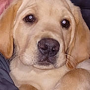 Dexter is registered to the contest to win money with this photo: animal, close_up, companion, cuddling, cute, dog, eyes, face, fur, golden_retriever, human, indoors, love, nose, person, pet, portrait, puppy, soft, warm