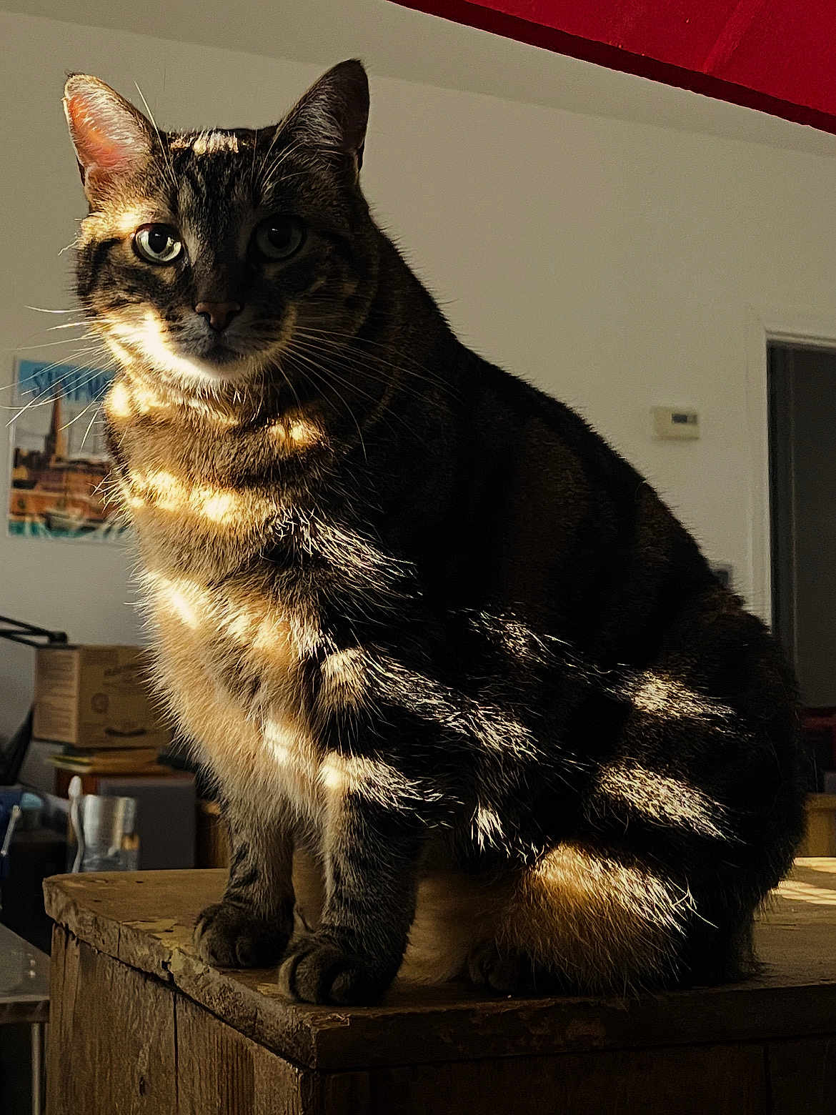 Shelby