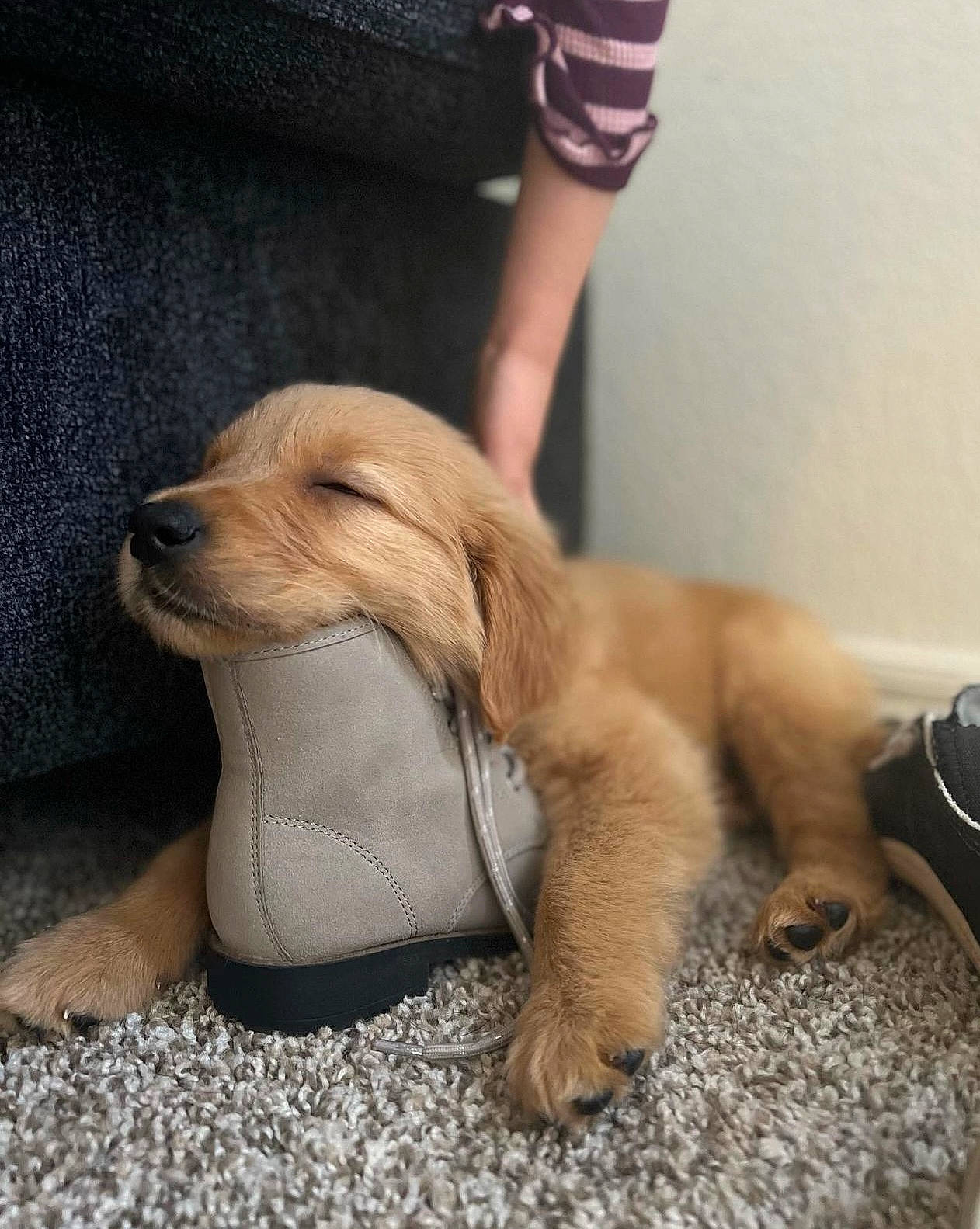 Dahlia joined the competition — help win amazing prizes! canidae, carnivore, comfort, companion_dog, dog, dog_breed, fawn, flooring, foot, fur, hardwood, human_leg, liver, paw, shorts, sporting_group, tail, terrestrial_animal, whiskers, working_animal