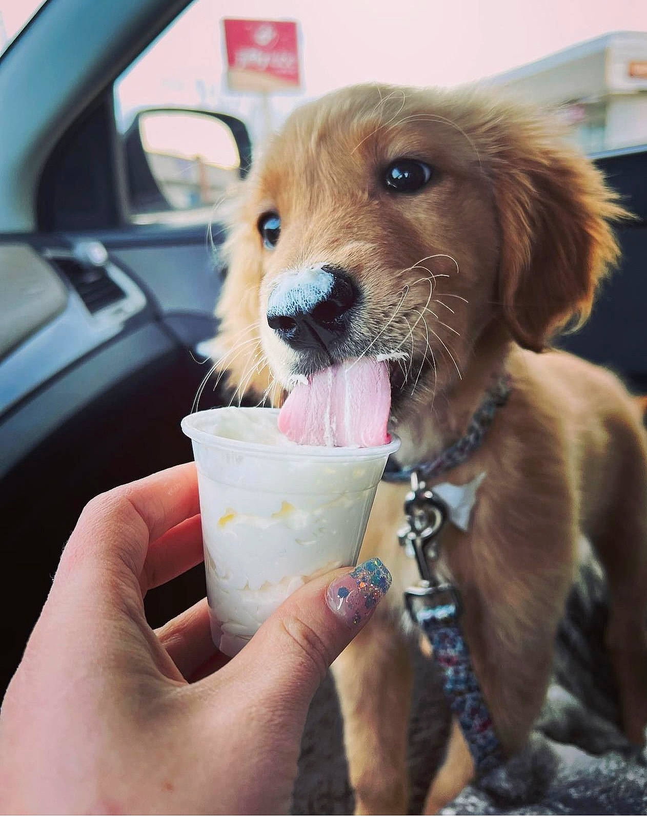 Dahlia is registered to the contest to win money with this photo: bowl, car, carnivore, collar, companion_dog, dog, dog_breed, drinking, fawn, food, ingredient, liver, recipe, snout, soft_drink, sporting_group, tableware, vehicle_door, whiskers, working_animal