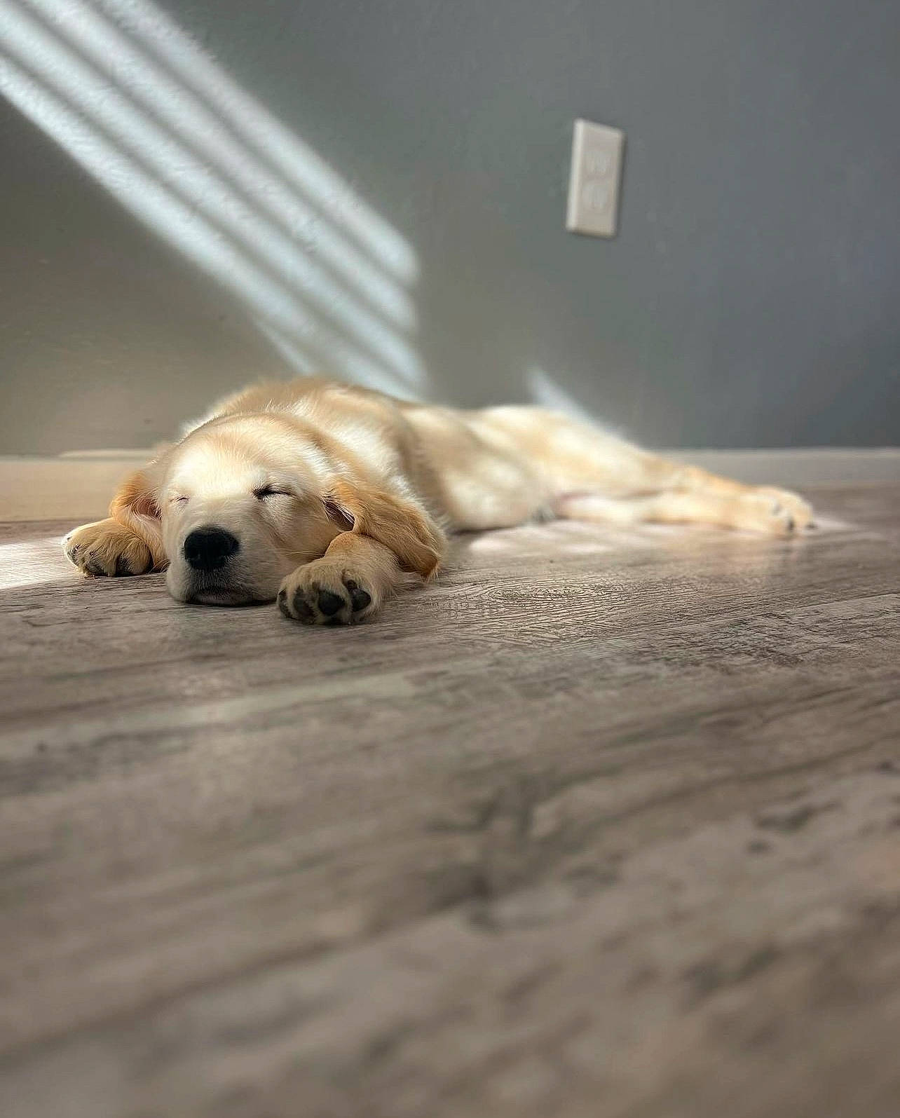 Butters is registered to the contest to win money with this photo: ball, carnivore, comfort, companion_dog, dog, dog_breed, dog_supply, fawn, floor, flooring, fur, hardwood, paw, pet_supply, retriever, snout, sporting_group, terrestrial_animal, wood, working_animal