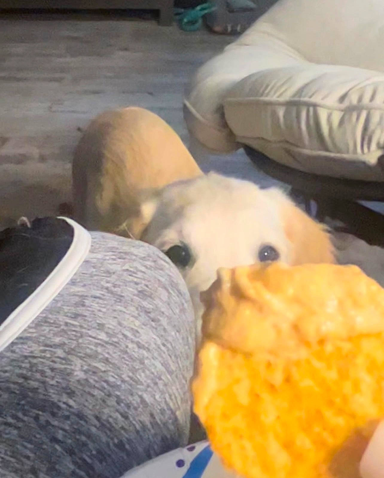 Butters joined the competition — help win amazing prizes! canidae, carnivore, comfort, comfort_food, companion_dog, dish, dog_breed, fawn, felidae, fur, junk_food, linens, room, small_to_medium_sized_cats, spitz, sporting_group, stuffed_toy, tail, toy_dog, whiskers