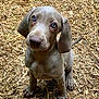 puppy, dog, blue_eyes, outdoor, wood_chips, close_up, young_dog, floppy_ears, pet, animal, cute, sitting, fur, curious, nature, brown, adorable, looking_up, mammal, companion
