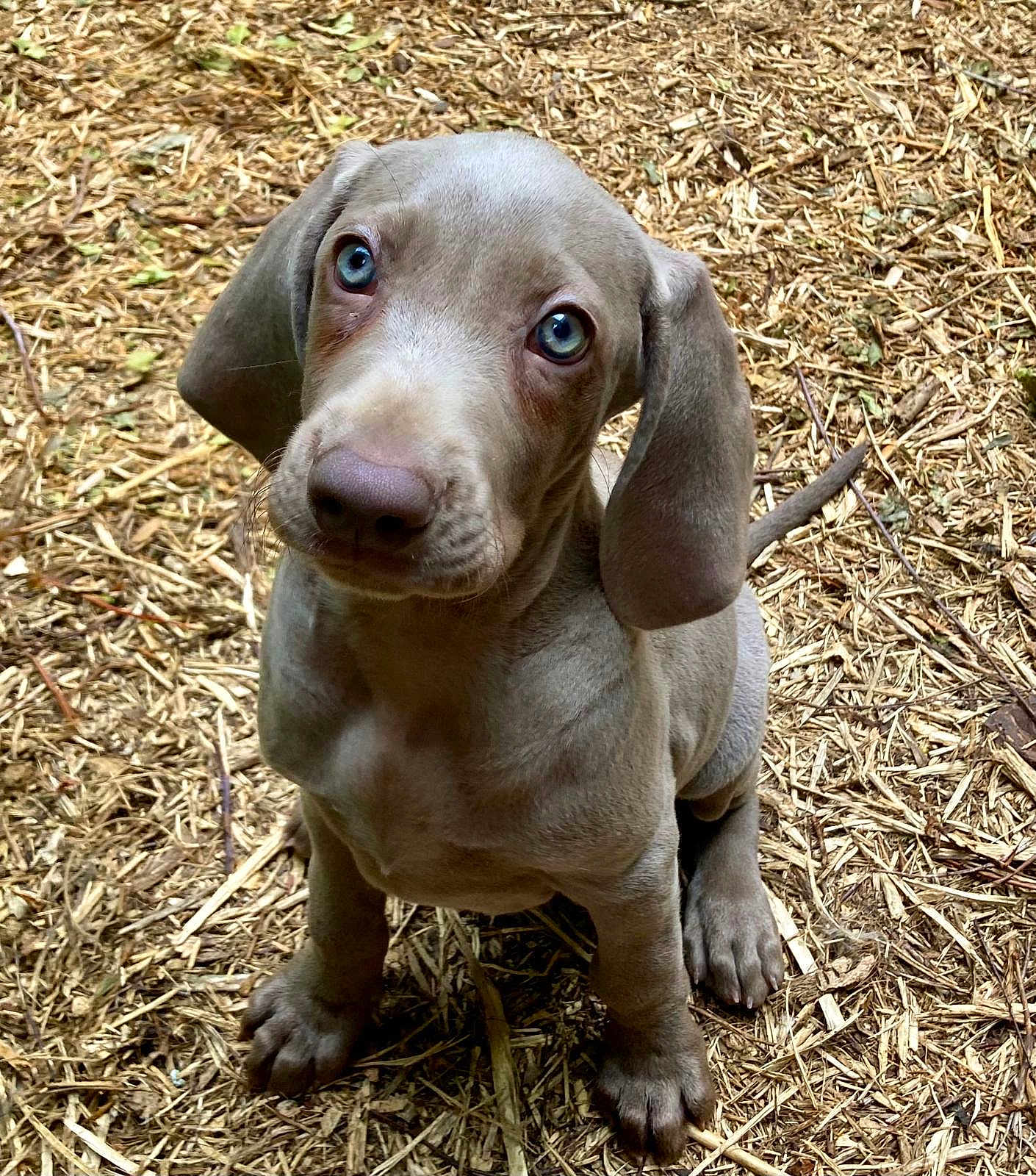 Aneth a rejoint le concours — aidez-le/la à gagner de superbes lots ! puppy, dog, blue_eyes, outdoor, wood_chips, close_up, young_dog, floppy_ears, pet, animal, cute, sitting, fur, curious, nature, brown, adorable, looking_up, mammal, companion