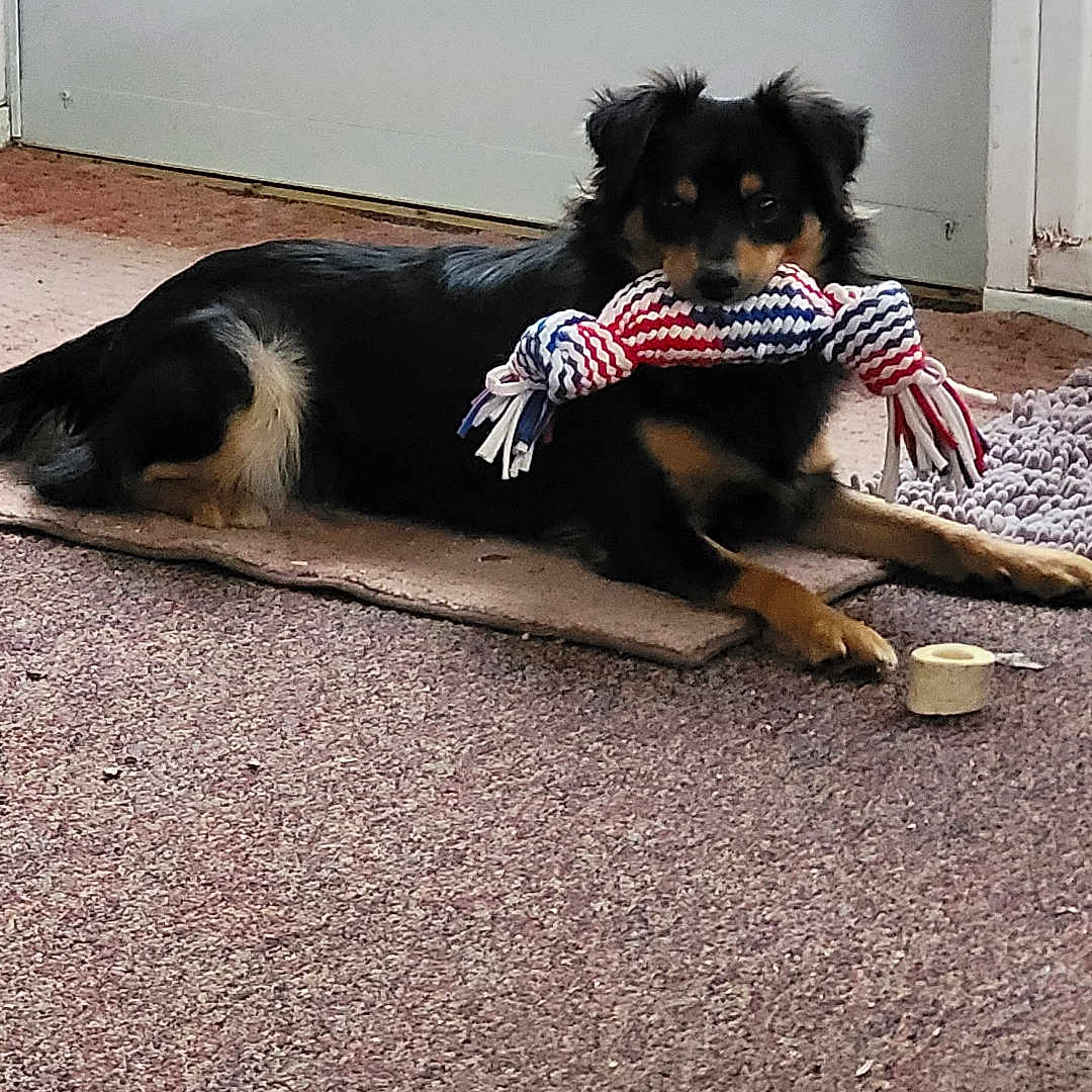 Ollie joined the competition — help win amazing prizes! accessories, animal, architecture, bandana, canine, cockerspaniel, couch, dog, door, flag, furniture, headband, homedecor, hound, husky, leash, pet, puppy, strap, wood