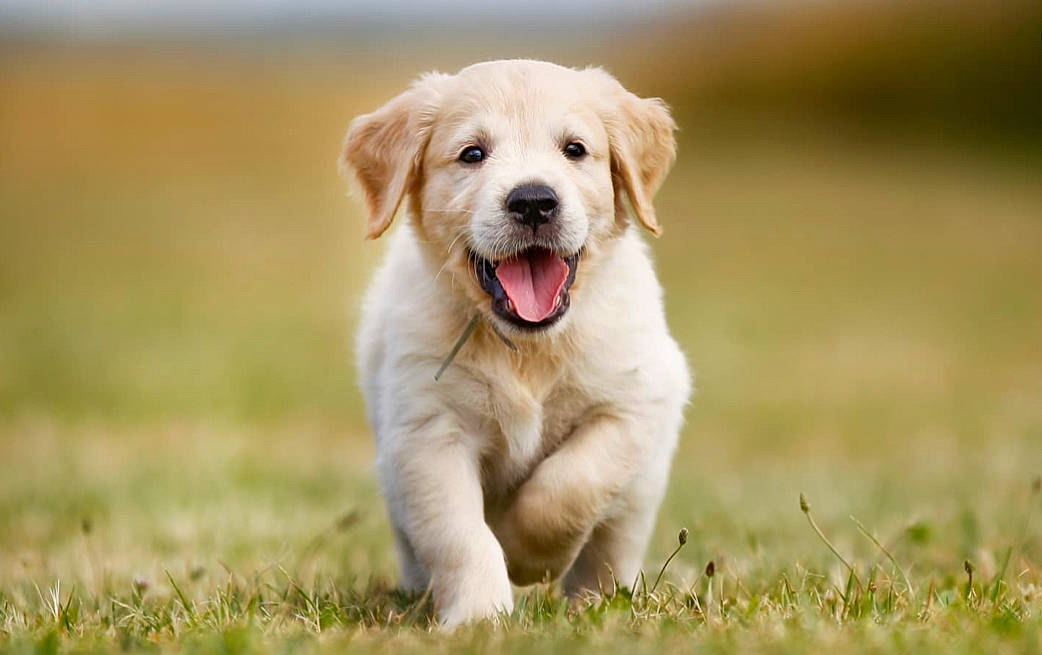 Bella joined the competition — help win amazing prizes! canidae, carnivore, companion_dog, dog, dog_breed, event, fawn, grass, grassland, gun_dog, happy, labrador_retriever, natural_landscape, plant, prairie, snout, sporting_group, terrestrial_animal, whiskers, wildlife