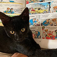 La Mine participe au concours pour gagner de l'argent avec cette photo : animal, black_cat, cartoon, claw, close_up, comic_book, curious, feline, fur, hand, illustration, indoor, kitten, page, person_hand, pet, playful, reading_material, speech_bubble, yellow_eyes