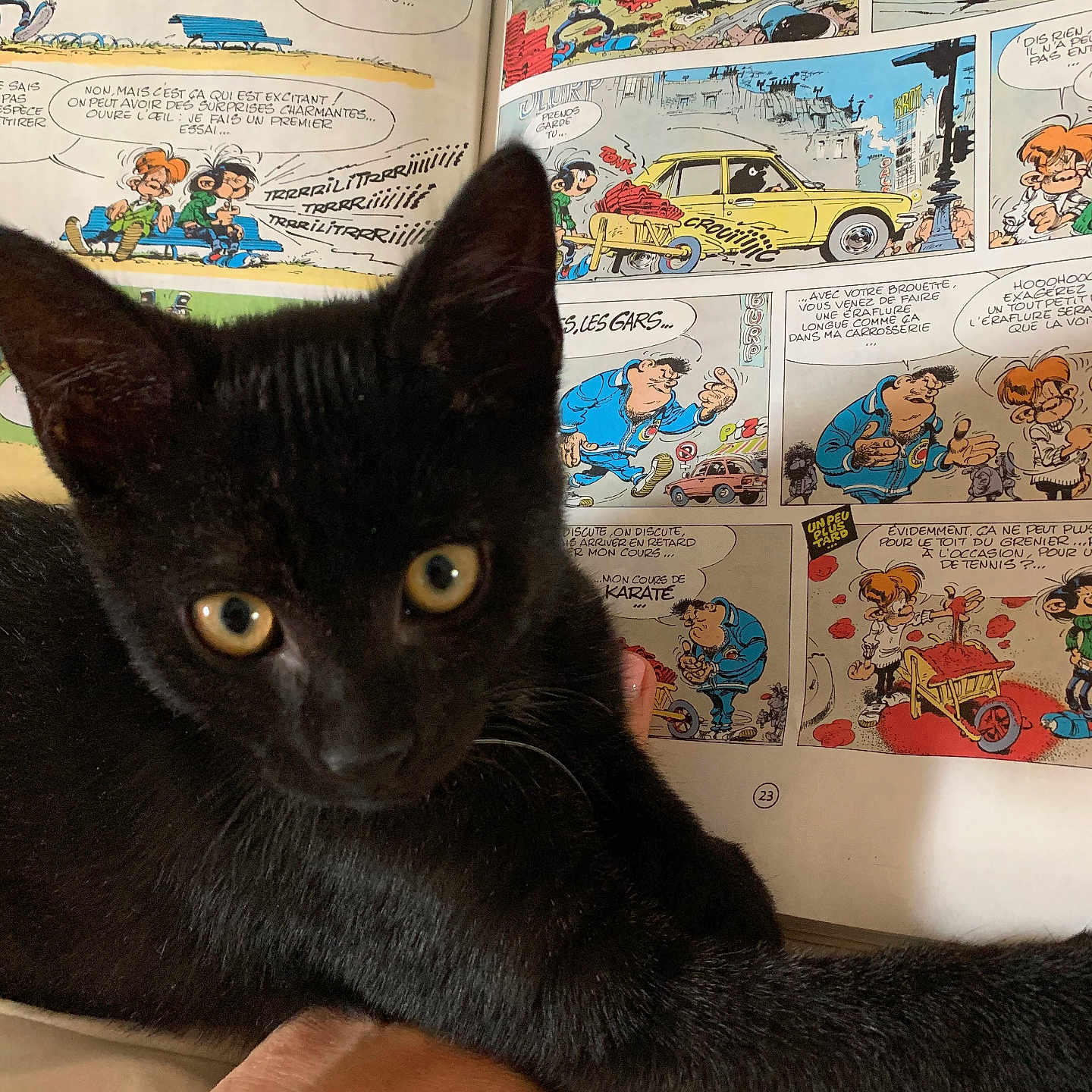 La Mine participe au concours pour gagner de l'argent avec cette photo : animal, black_cat, cartoon, claw, close_up, comic_book, curious, feline, fur, hand, illustration, indoor, kitten, page, person_hand, pet, playful, reading_material, speech_bubble, yellow_eyes