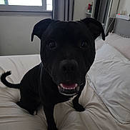 Thor participe au concours pour gagner de l'argent avec cette photo : animal, bed, black_dog, canine, cozy, curtains, dog, ears, fur, furniture, happy, home, indoor, looking_at_camera, mouth_open, pet, smiling, tail, white_bed, window