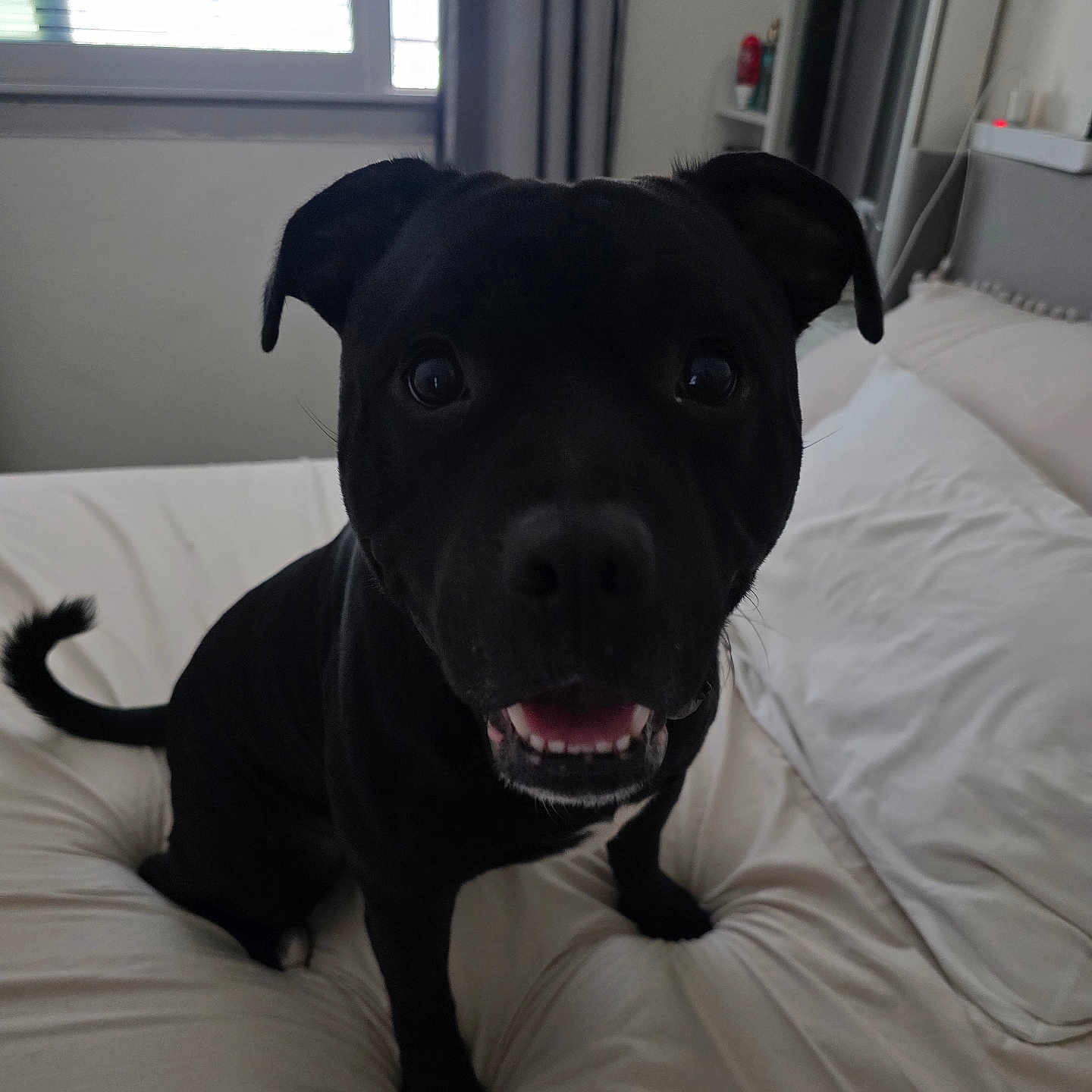 Thor participe au concours pour gagner de l'argent avec cette photo : animal, bed, black_dog, canine, cozy, curtains, dog, ears, fur, furniture, happy, home, indoor, looking_at_camera, mouth_open, pet, smiling, tail, white_bed, window