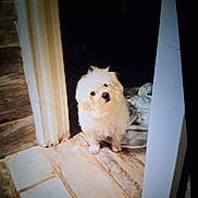 Mister is registered to the contest to win money with this photo: alert, animal, blanket, cute, dark_background, dog, doorway, floor, fluffy, front_view, furry, home, indoors, pet, portrait, puppy, sitting, small_dog, tile, white_dog