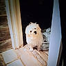 alert, animal, blanket, cute, dark_background, dog, doorway, floor, fluffy, front_view, furry, home, indoors, pet, portrait, puppy, sitting, small_dog, tile, white_dog