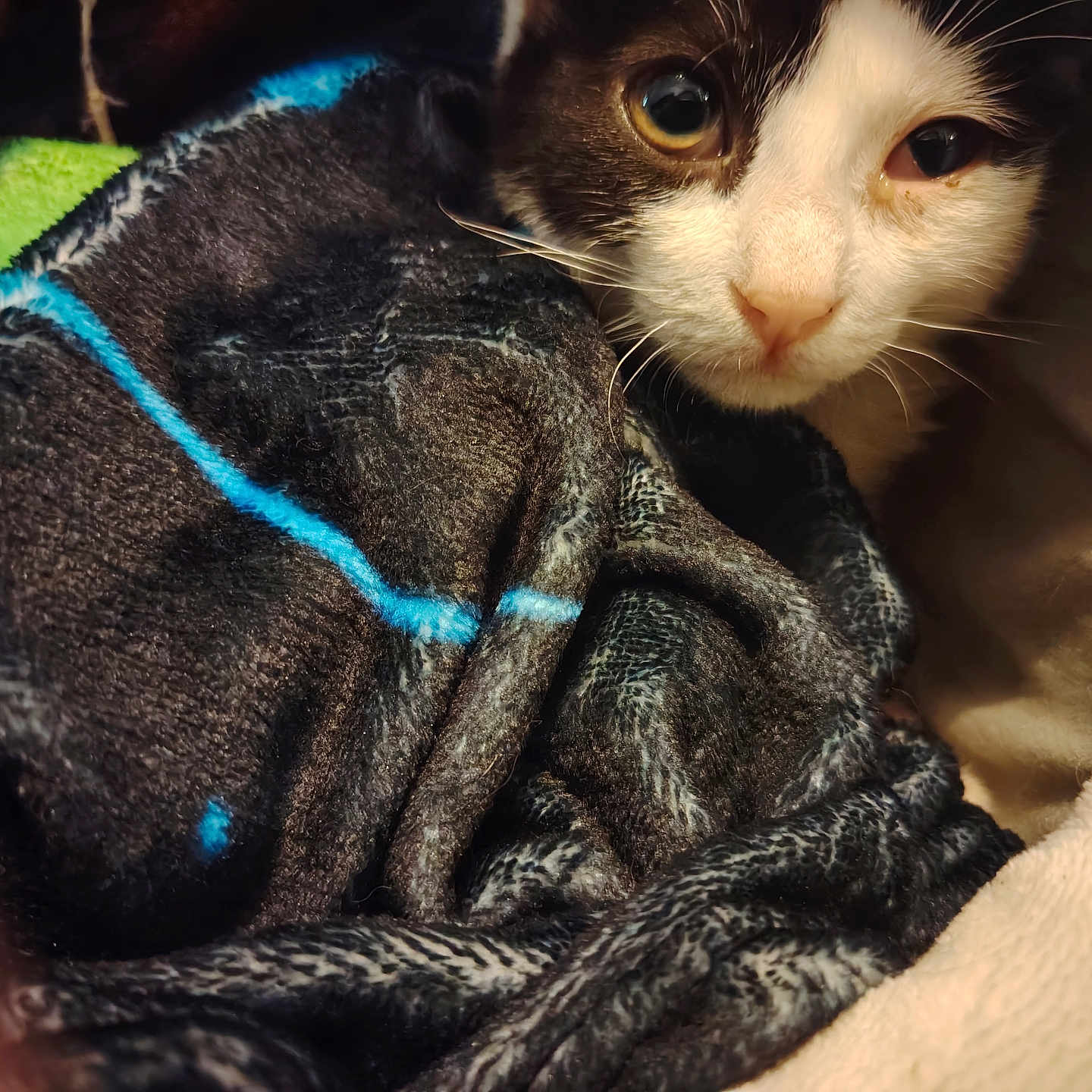 Cosmic participe au concours pour gagner de l'argent avec cette photo : cat, black_and_white, feline, pet, animal, close_up, portrait, face, eyes, whiskers, nose, fur, blanket, cozy, indoors, resting, cuddled, soft_texture, warm_lighting, cute