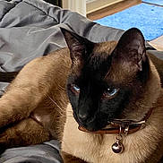 Aree is registered to the contest to win money with this photo: animal, bell, black_face, blanket, blue_eyes, brown_fur, cat, collar, cozy, domestic, ears, feline, fur, home, indoor, lying_down, pet, relaxed, siamese_cat, whiskers