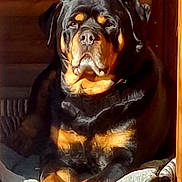 Mishka participe au concours pour gagner de l'argent avec cette photo : dog, rottweiler, pet, canine, black_and_tan, sitting, portrait, front_view, face, paws, indoors, wooden_background, cozy, cushion, brown, black, tan, serious_expression, large_breed, animal_photography
