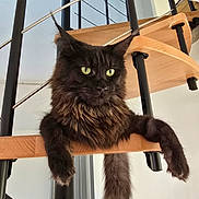 Zouzou a rejoint le concours — aidez-le/la à gagner de superbes lots ! animal, black_fur, brown_fur, cat, cute, domestic_cat, feline, fluffy_cat, indoor, long_tail, metal_rails, modern_interior, pet, portrait, relaxed, resting, spiral_staircase, stairs, wooden_stairs, yellow_eyes