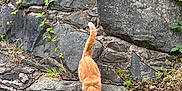 Floki joined the competition — help win amazing prizes! cat, orange_cat, rock_wall, stone, greenery, plants, outdoor, nature, animal, tail, walking, curious, feline, wildlife, daylight, ground, rocks, leaves, climbing, exploring