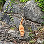 cat, orange_cat, rock_wall, stone, greenery, plants, outdoor, nature, animal, tail, walking, curious, feline, wildlife, daylight, ground, rocks, leaves, climbing, exploring