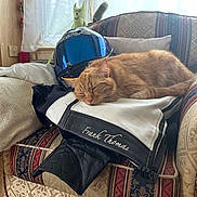 Floki joined the competition — help win amazing prizes! cat, orange_tabby, sleeping, motorcycle_jacket, helmet, armchair, indoor, plush_toy, window, cushion, furniture, cozy, relaxed, pet, home, patterned_fabric, textile, soft_light, resting, leather