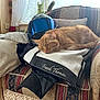 cat, orange_tabby, sleeping, motorcycle_jacket, helmet, armchair, indoor, plush_toy, window, cushion, furniture, cozy, relaxed, pet, home, patterned_fabric, textile, soft_light, resting, leather